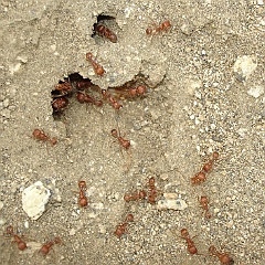 pogonomyrmex californicus - california harverster ant pogonomyrmex californicus